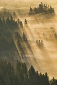 High angle view of trees on landscape against sky