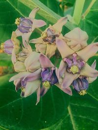 Close-up of fresh flowers