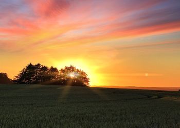 Scenic view of wheat field against orange sky