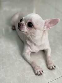 Close-up of a dog