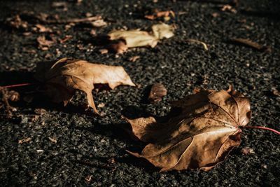 High angle view of dry leaves on field