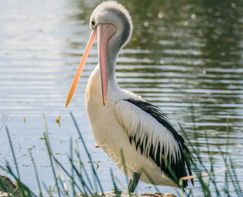 Close-up of pelican perching on lake