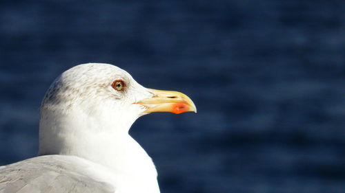 Close-up of seagull against sea