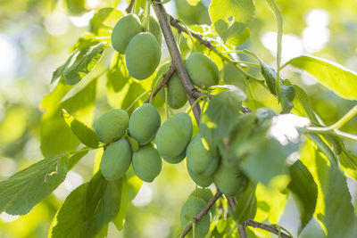 A branch with green plums in the garden. plum tree with unripe fruits