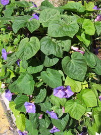 High angle view of flowers blooming outdoors