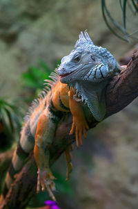 Close-up of a lizard on branch