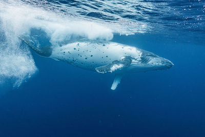 Low section of man swimming in sea