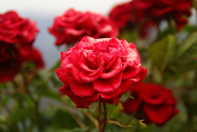 Close-up of red rose