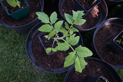 High angle view of potted plants