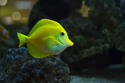 Close-up of fish swimming in sea