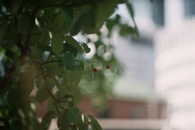 Close-up of fruits on tree