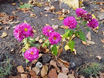 High angle view of purple flowering plants on land