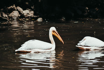 Swans swimming in lake