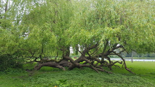 Trees on field