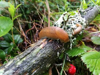 Close-up of mushroom on plant