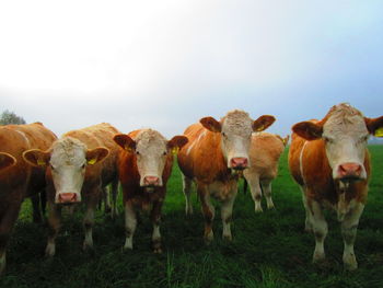 Cows standing in a field