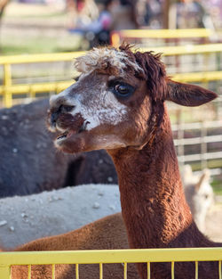 Alpacas in their pens at the farm fair exhibition