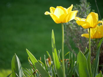 Close-up of yellow flowering plant on field