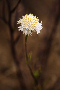 Close-up of white flowers