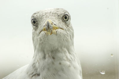 Close-up portrait of owl