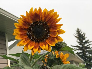 Close-up of sunflower against sky