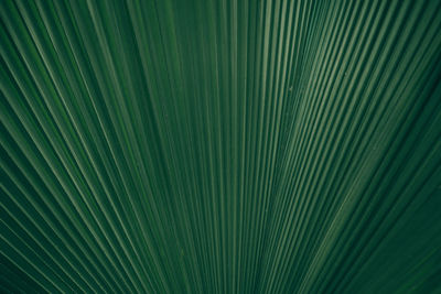 Full frame shot of palm leaf