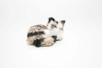 High angle view of a cat over white background