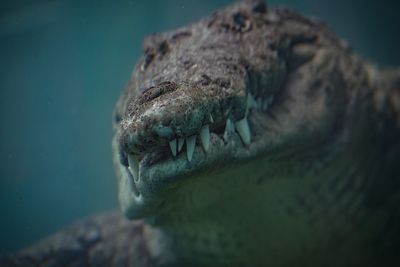 Close-up of crocodile in water