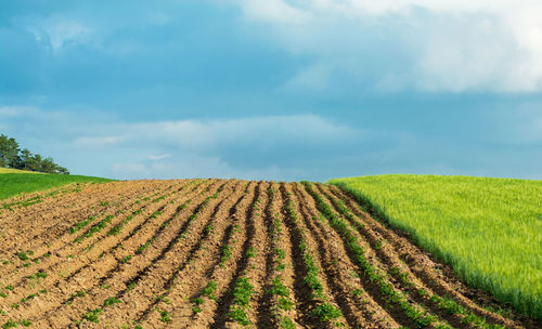 Scenic view of agricultural field against sky