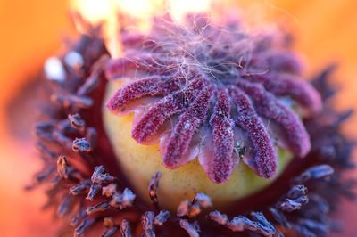 Extreme close up of flower