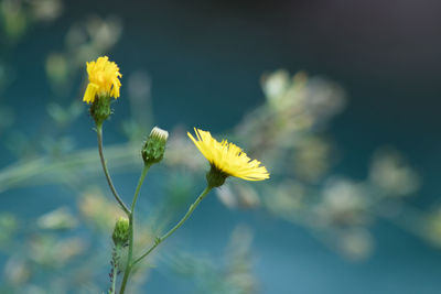 Close-up of yellow flowering plant