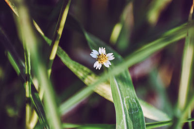 Close-up of white flowering plant