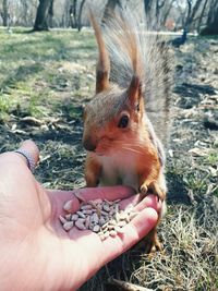 Cropped hand holding squirrel