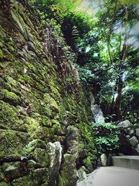 Trees growing in forest