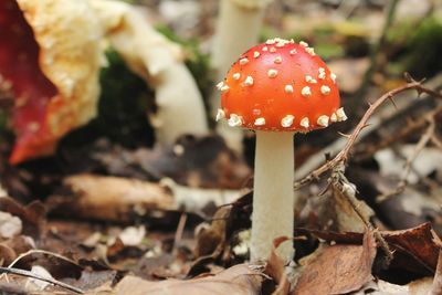 Close-up of fly agaric mushroom on field