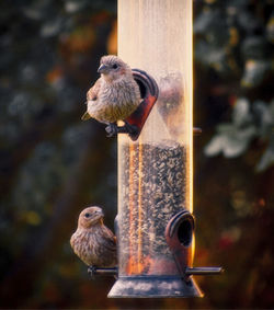 Close-up of bird perching on feeder