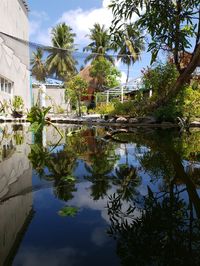 Reflection of palm trees and building in lake