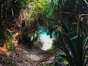 View of trees in forest