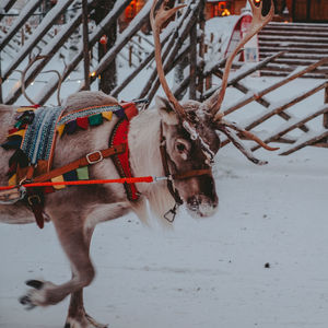 Reindeer standing on snow covered land