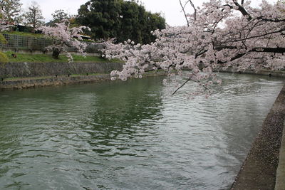 Scenic view of lake against trees