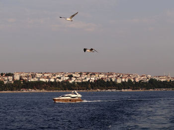 Seagulls flying over yacht sailing on sea against sky