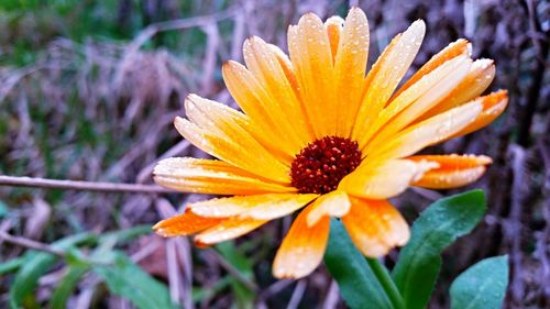 Close-up of yellow flower