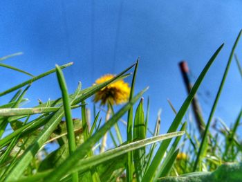 Low angle view of flowering plant against blue sky