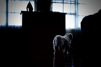 Dog standing in silhouette