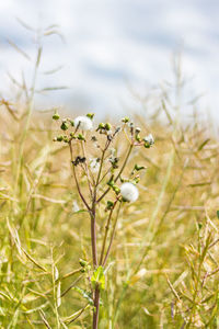 Close-up of flowers growing in field against sky