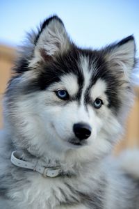 Close-up portrait of dog