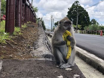 View of monkey eating banana on road against sky