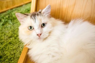 Close-up portrait of white cat