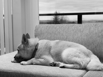 Close-up of dog sleeping at home