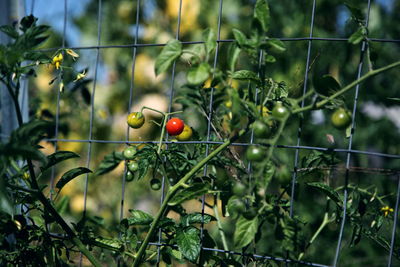 Close-up of fruit growing on tree